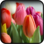 tulips wallpapers android application logo